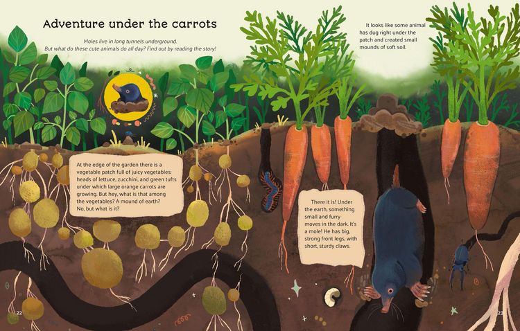 Produktbild: Little Stories from Nature