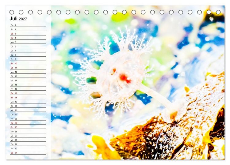 Produktbild: Quallen - Faszinierende Urzeitwesen der Meere (Tischkalender 2027 DIN A5 quer), CALVENDO Monatskalender
