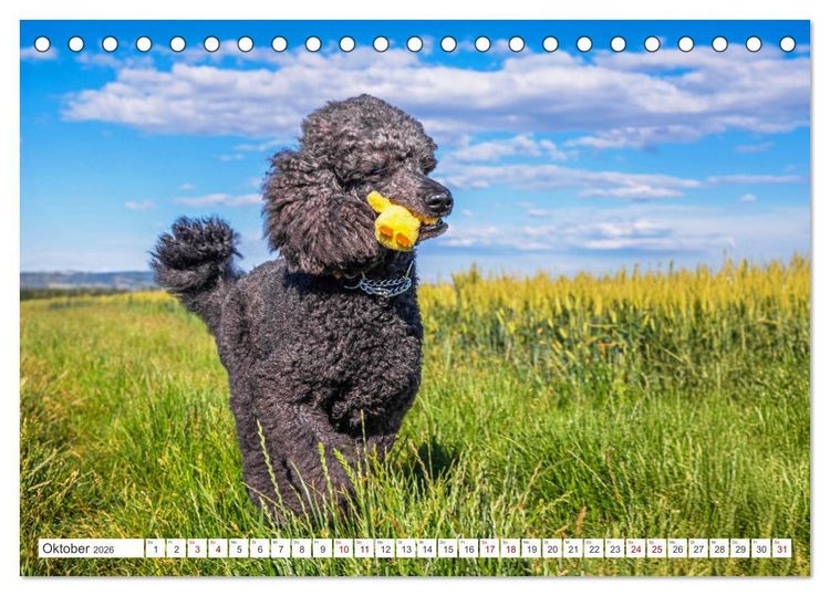 Produktbild: Pudel - Gl&uuml;ck auf vier Pfoten (Tischkalender 2026 DIN A5 quer), CALVENDO Monatskalender