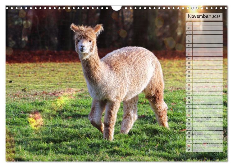 Produktbild: Alpaka, coole Typen mit wilden Frisuren (Wandkalender 2026 DIN A3 quer), CALVENDO Monatskalender