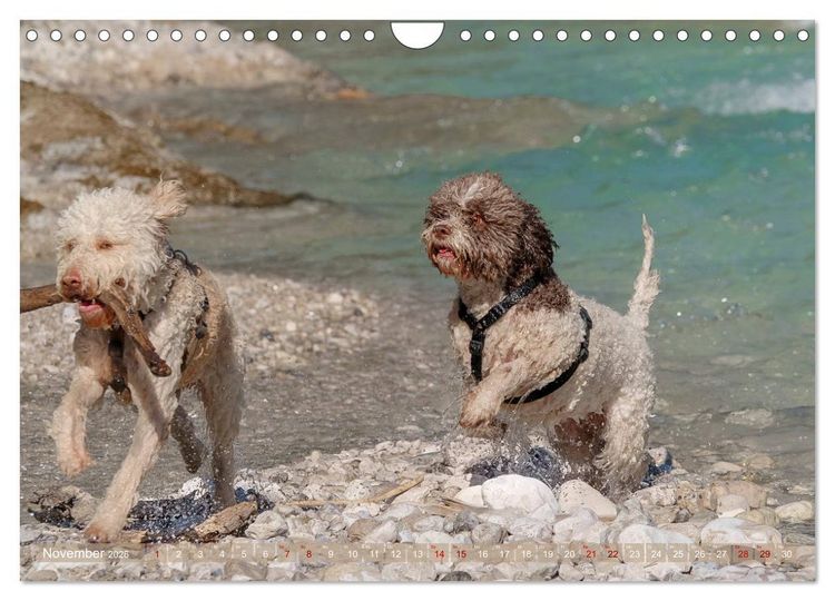 Produktbild: Lagotto Romagnolo - Wasserspiele (Wandkalender 2026 DIN A4 quer), CALVENDO Monatskalender