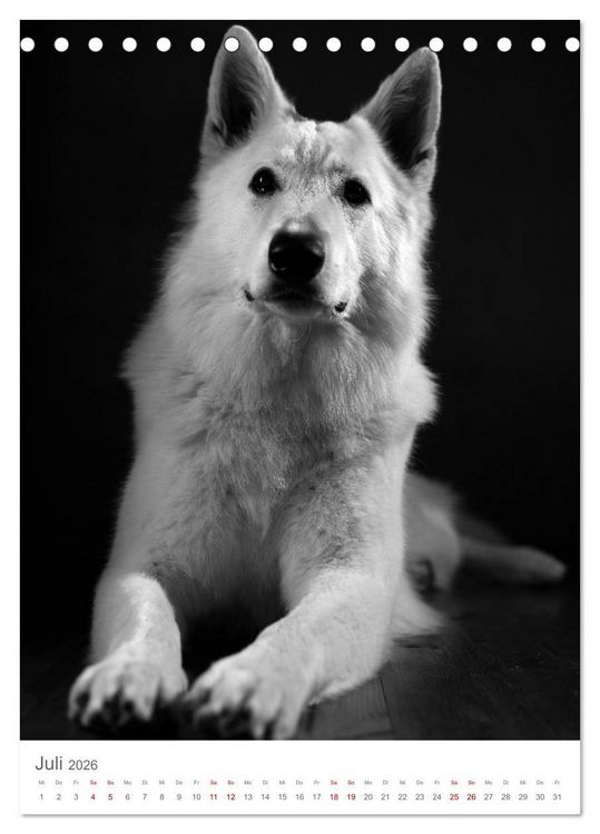 Produktbild: Fine Art Hundeportraits (Tischkalender 2026 DIN A5 hoch), CALVENDO Monatskalender