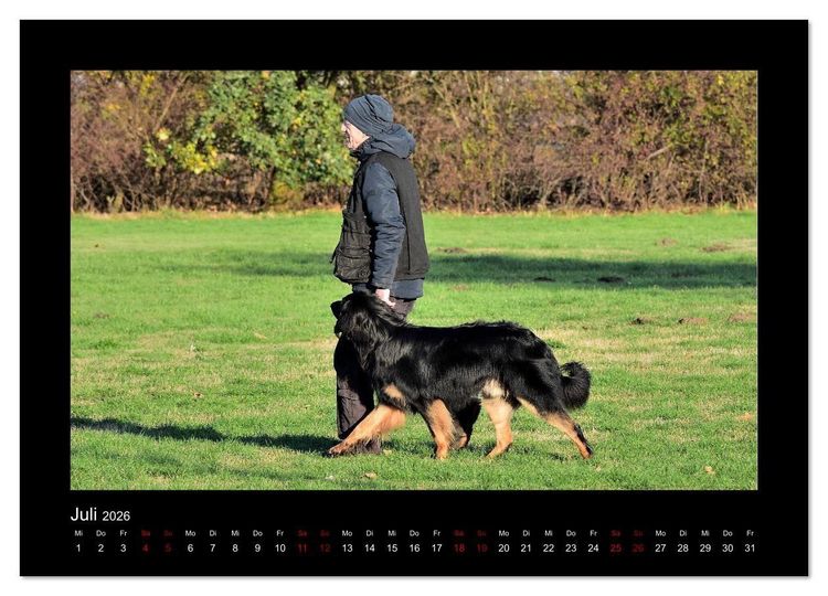 Produktbild: Der Hovawart... Dein Freund f&uuml;rs Leben ! (Wandkalender 2026 DIN A4 quer), CALVENDO Monatskalender