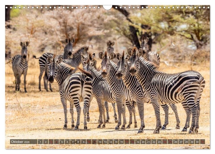 Produktbild: Safari in Tansania (Wandkalender 2026 DIN A3 quer), CALVENDO Monatskalender