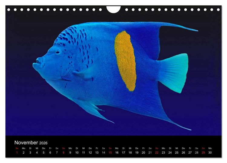 Produktbild: Meeres Sch&ouml;nheiten (Wandkalender 2026 DIN A4 quer), CALVENDO Monatskalender