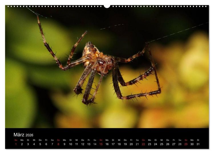 Produktbild: Unsere Spinnen - im Gespr&auml;ch (Wandkalender 2026 DIN A2 quer), CALVENDO Monatskalender