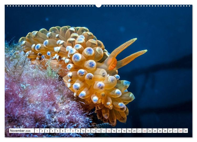 Produktbild: Tauchen im Mittelmeer (hochwertiger Premium Wandkalender 2026 DIN A2 quer), Kunstdruck in Hochglanz