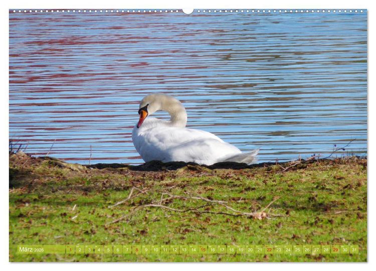 Produktbild: Tierisch gut: Wasserv&ouml;gel (hochwertiger Premium Wandkalender 2026 DIN A2 quer), Kunstdruck in Hochglanz