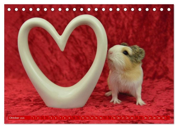 Produktbild: BABY Meerschweinchen Traumhaft s&uuml;&szlig; (Tischkalender 2026 DIN A5 quer), CALVENDO Monatskalender