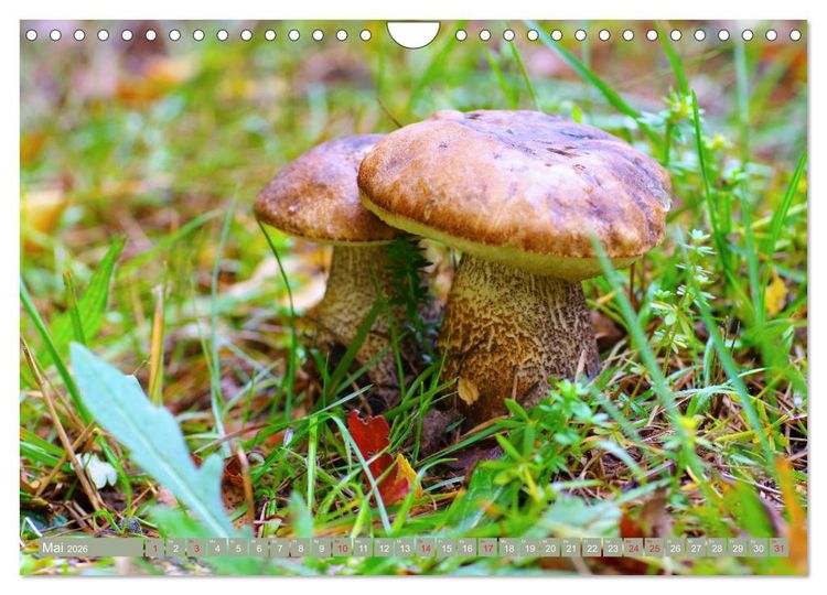 Produktbild: Die bunte Welt der Pilze (Wandkalender 2026 DIN A4 quer), CALVENDO Monatskalender