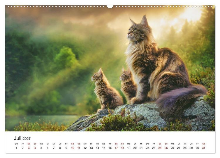 Produktbild: Eleganz in Pelz - ein Maine Coon - Kalender (Wandkalender 2027 DIN A2 quer), CALVENDO Monatskalender