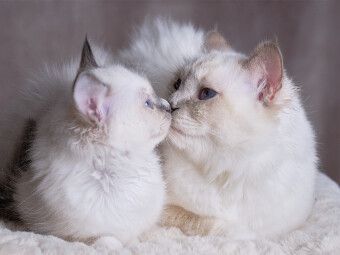 Produktbild: CALVENDO Puzzle Junice mit Mama - Blue Point | 1000 Teile Lege-Gr&ouml;&szlig;e 64x48cm Foto-Puzzle f&uuml;r gl&uuml;ckliche Stunden
