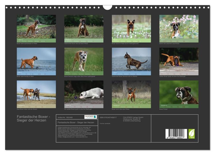 Produktbild: Fantastische Boxer - Sieger der Herzen (Wandkalender 2026 DIN A3 quer), CALVENDO Monatskalender