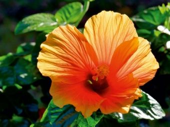 Produktbild: CALVENDO Puzzle Hibiskus | 1000 Teile Lege-Gr&ouml;&szlig;e 64x48cm Foto-Puzzle f&uuml;r gl&uuml;ckliche Stunden