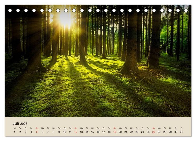 Produktbild: Der Wald. Durch zauberhafte Waldlandschaften (Tischkalender 2026 DIN A5 quer), CALVENDO Monatskalender