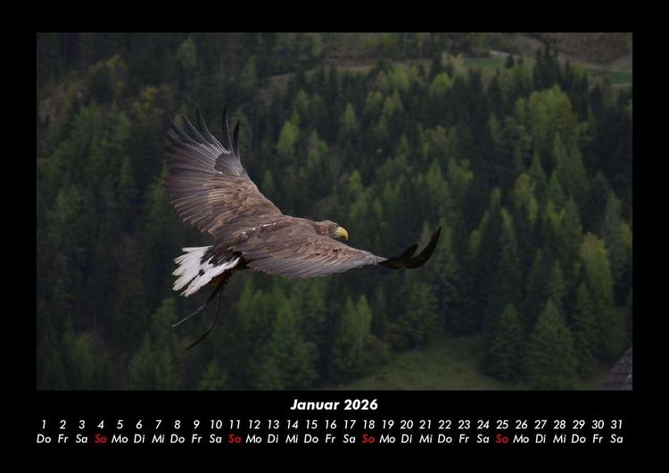 Produktbild: Adler 2026 Fotokalender DIN A3