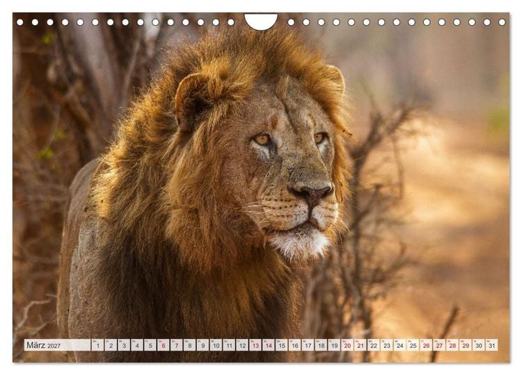 Produktbild: Afrikas Tierwelt - L&ouml;wen (Wandkalender 2027 DIN A4 quer), CALVENDO Monatskalender