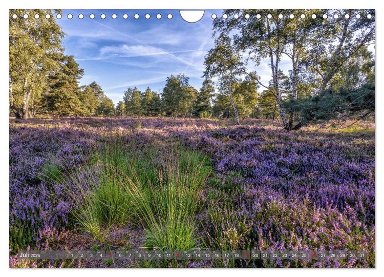Produktbild: Die L&uuml;neburger Heide - In voller Bl&uuml;te (Wandkalender 2026 DIN A4 quer), CALVENDO Monatskalender