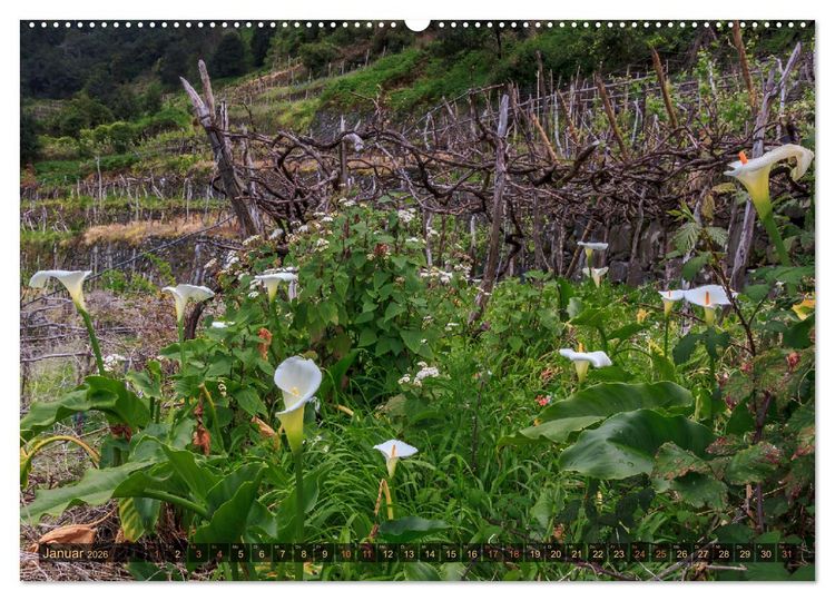 Produktbild: Madeira, Insel zwischen Himmel und Meer (hochwertiger Premium Wandkalender 2026 DIN A2 quer), Kunstdruck in Hochglanz