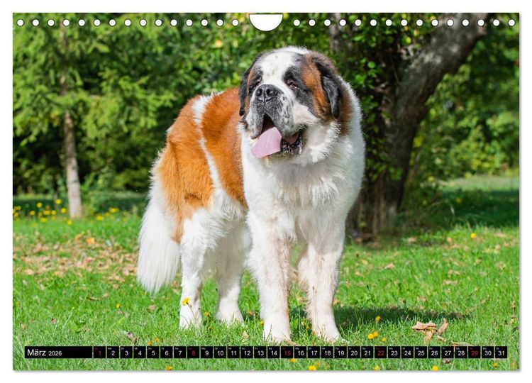 Produktbild: Bernhardiner - Gigant auf vier Pfoten (Wandkalender 2026 DIN A4 quer), CALVENDO Monatskalender