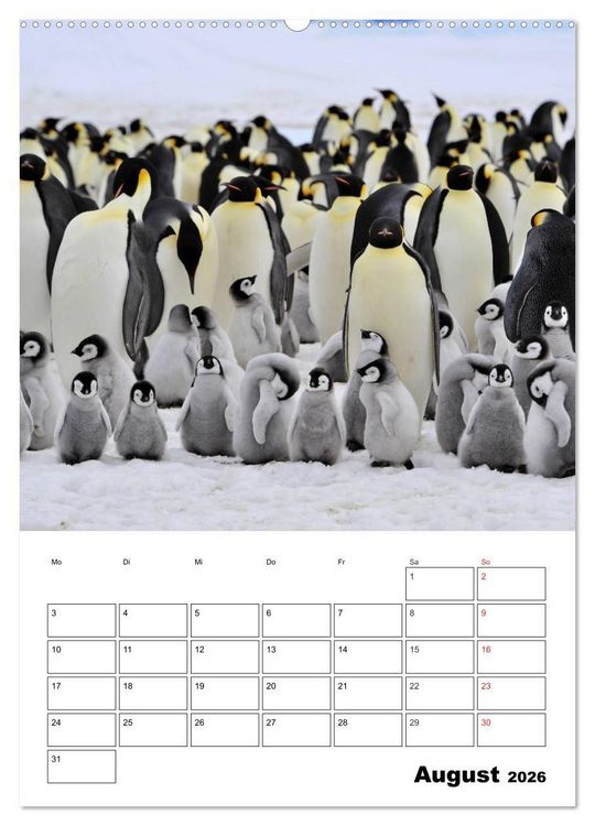 Produktbild: Pinguine. Familiengl&uuml;ck im Eis (Wandkalender 2026 DIN A2 hoch), CALVENDO Monatskalender
