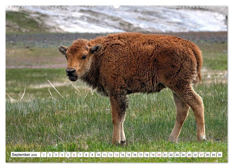 Produktbild: TATONKA Der nordamerikanische Bison (hochwertiger Premium Wandkalender 2026 DIN A2 quer), Kunstdruck in Hochglanz
