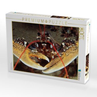 Produktbild: CALVENDO Puzzle Europ&auml;ischer Hummer | 1000 Teile Lege-Gr&ouml;&szlig;e 64x48cm Foto-Puzzle f&uuml;r gl&uuml;ckliche Stunden