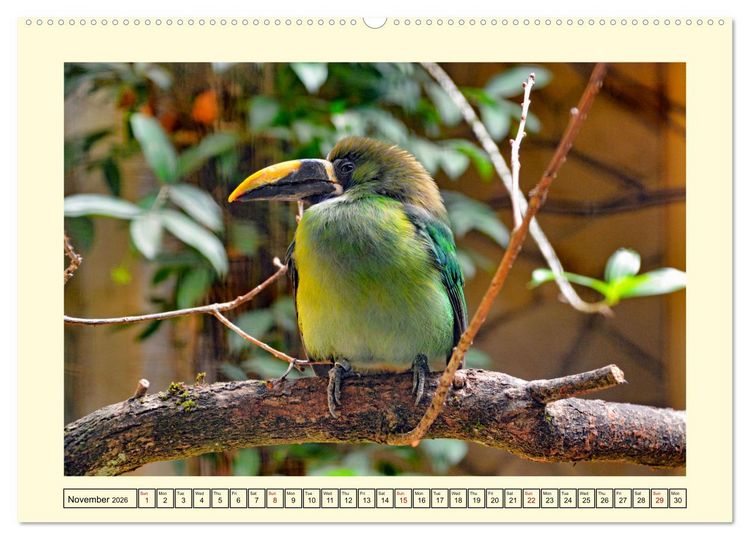 Produktbild: Toucans - clowns of the jungle (Wall Calendar 2026 DIN A2 landscape), CALVENDO 12 Month Wall Calendar