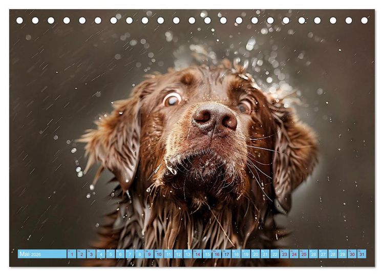 Produktbild: Hunde und Wasser (Tischkalender 2026 DIN A5 quer), CALVENDO Monatskalender