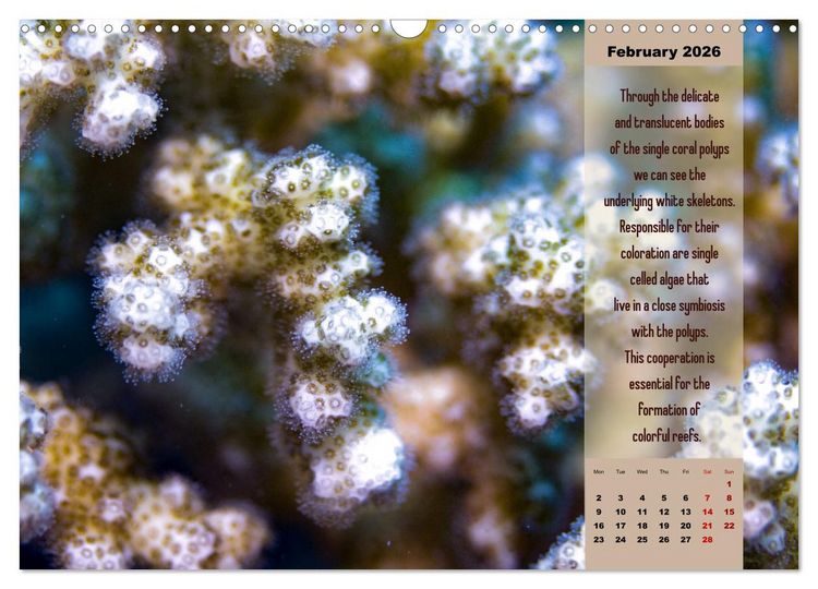 Produktbild: Diving into the Red Sea (Wall Calendar 2026 DIN A3 landscape), CALVENDO 12 Month Wall Calendar