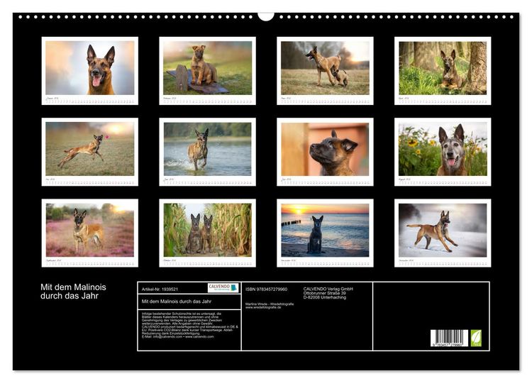 Produktbild: Mit dem Malinois durch das Jahr (Wandkalender 2026 DIN A2 quer), CALVENDO Monatskalender