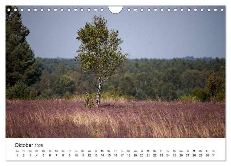 Produktbild: L&uuml;neburger Heide (Wandkalender 2026 DIN A4 quer), CALVENDO Monatskalender