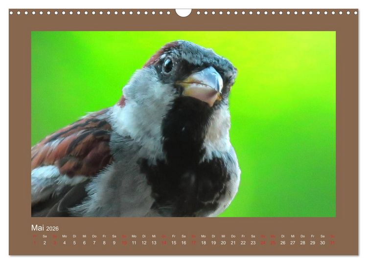 Produktbild: Vogelportr&auml;ts - Heimische V&ouml;gel auf meinem Balkon (Wandkalender 2026 DIN A3 quer), CALVENDO Monatskalender