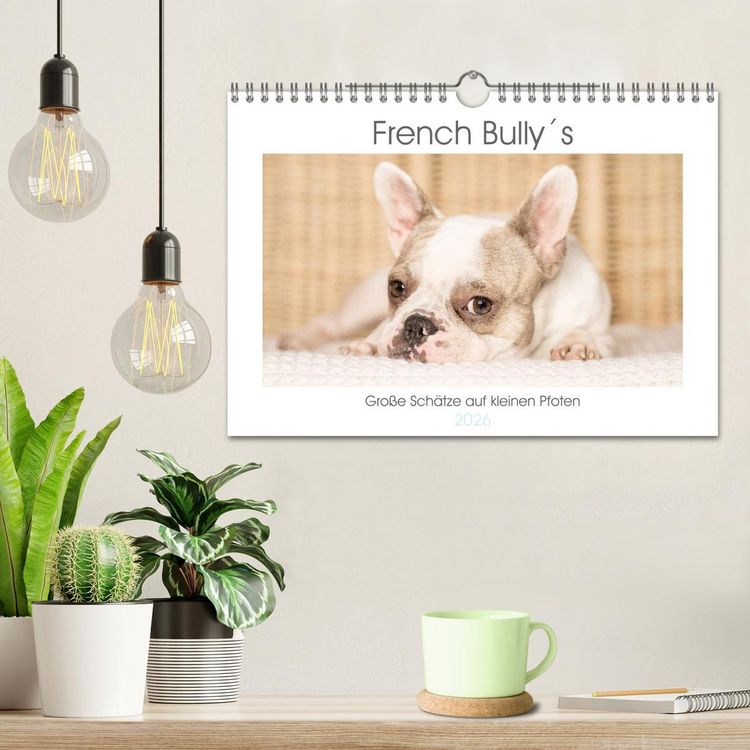 Produktbild: French Bully&acute;s - Gro&szlig;e Sch&auml;tze auf kleinen Pfoten (Wandkalender 2026 DIN A4 quer), CALVENDO Monatskalender
