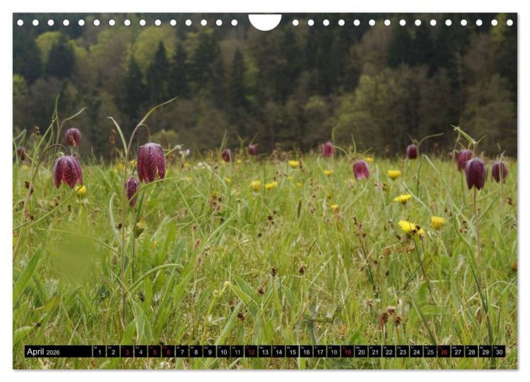 Produktbild: Die Schachbrettblume (Wandkalender 2026 DIN A4 quer), CALVENDO Monatskalender
