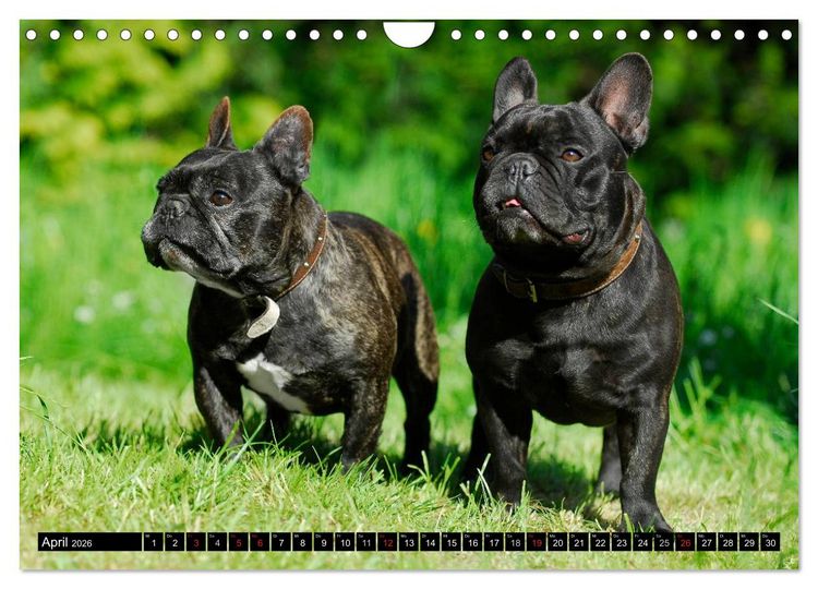 Produktbild: Franz&ouml;sische Bulldogge - Clown auf 4 Pfoten (Wandkalender 2026 DIN A4 quer), CALVENDO Monatskalender