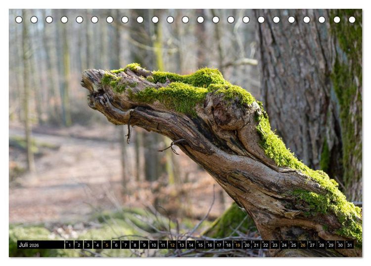 Produktbild: Magische Waldwesen (Tischkalender 2026 DIN A5 quer), CALVENDO Monatskalender