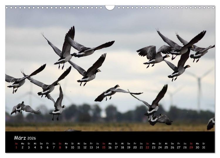 Produktbild: Schrei der Wildg&auml;nse (Wandkalender 2026 DIN A3 quer), CALVENDO Monatskalender