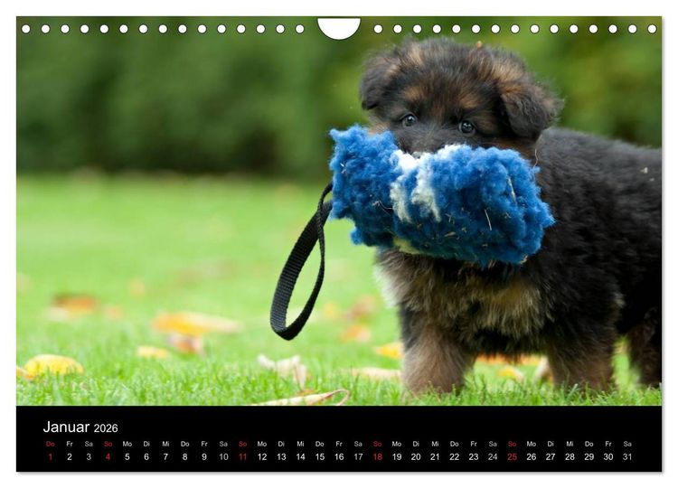 Produktbild: Deutscher Sch&auml;ferhund - Welpen (Wandkalender 2026 DIN A4 quer), CALVENDO Monatskalender