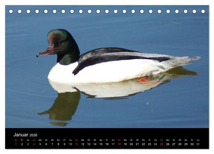 Produktbild: Das Leben der Enten (Tischkalender 2026 DIN A5 quer), CALVENDO Monatskalender