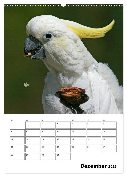Produktbild: Papageien - Graupapagei, Rosella und Co. (hochwertiger Premium Wandkalender 2026 DIN A2 hoch), Kunstdruck in Hochglanz