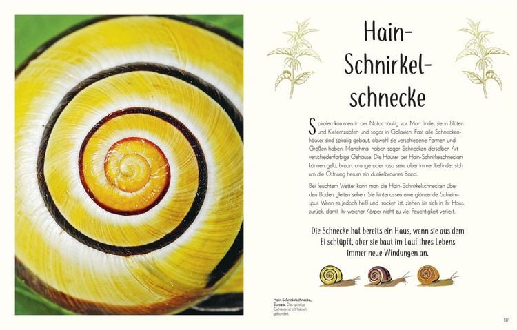 Produktbild: Wundervolle Welt der Insekten und Spinnentiere
