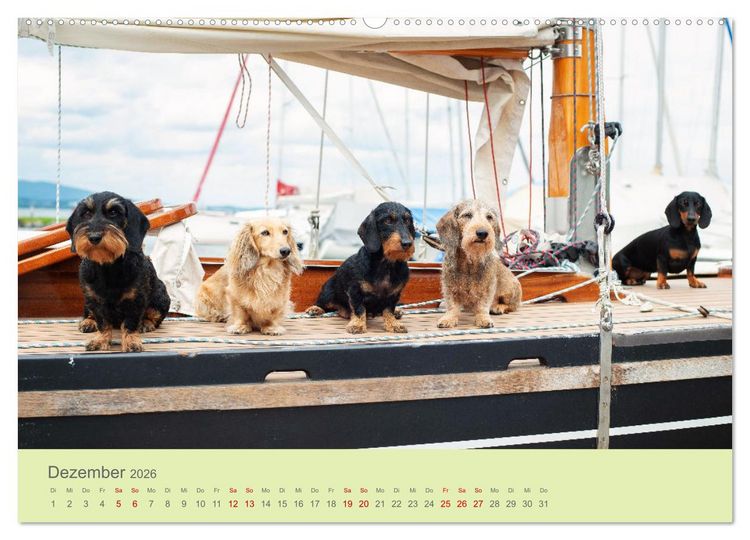Produktbild: Dackel unterwegs (Wandkalender 2026 DIN A2 quer), CALVENDO Monatskalender