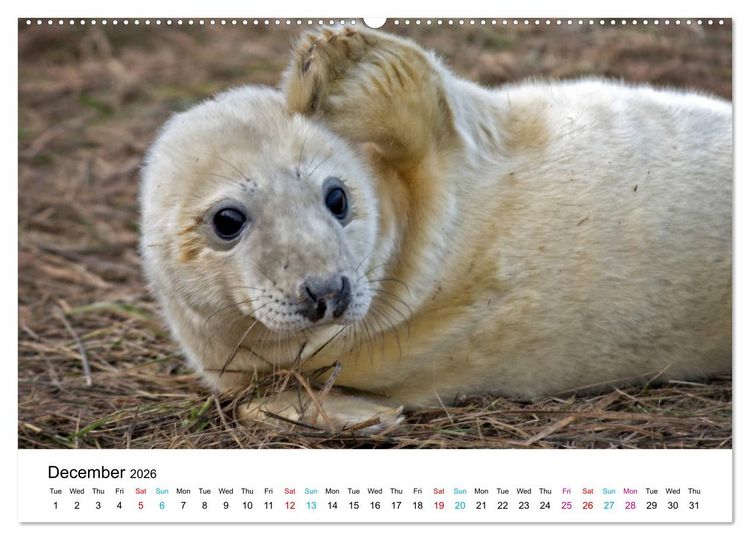 Produktbild: Grey Seal Pups of Donna Nook (High Quality Premium Wall Calendar 2026 DIN A2 landscape),CALVENDO 12 Month Wall Calendar