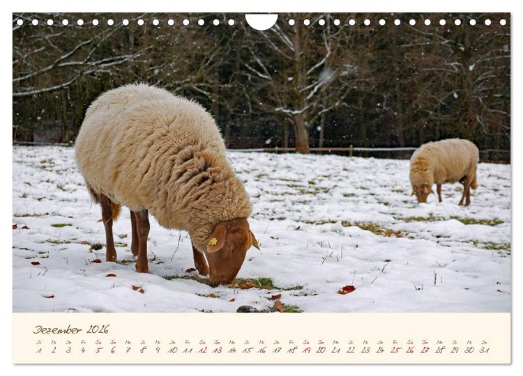 Produktbild: Coburger Fuchsschaf (Wandkalender 2026 DIN A4 quer), CALVENDO Monatskalender