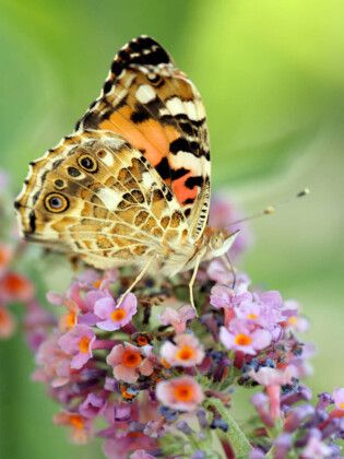 Produktbild: Distelfalter auf Sommerflieder (Puzzle)
