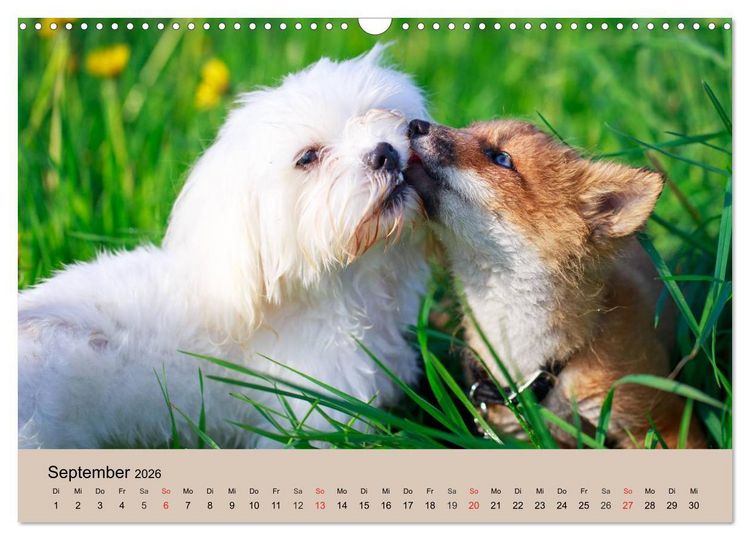 Produktbild: Der Fuchs. Bezaubernder Geselle (Wandkalender 2026 DIN A3 quer), CALVENDO Monatskalender