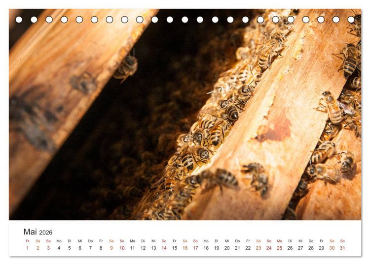 Produktbild: Bienen und Waben (Tischkalender 2026 DIN A5 quer), CALVENDO Monatskalender