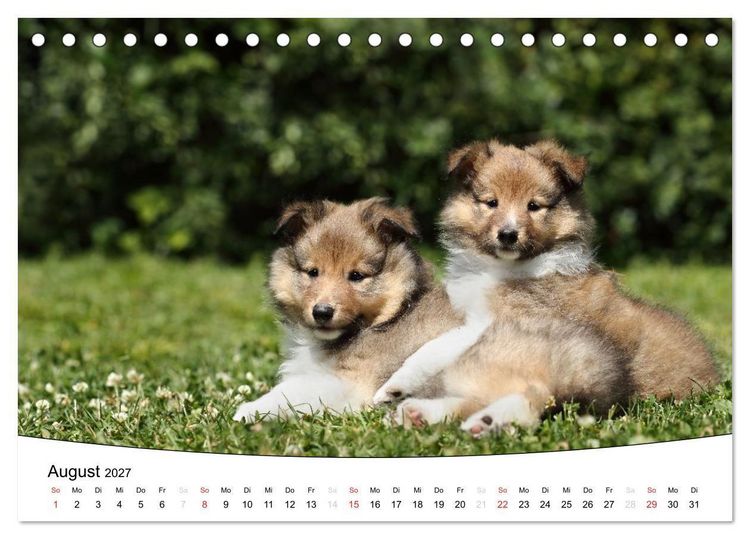 Produktbild: Welpen - Puppies (Tischkalender 2027 DIN A5 quer), CALVENDO Monatskalender