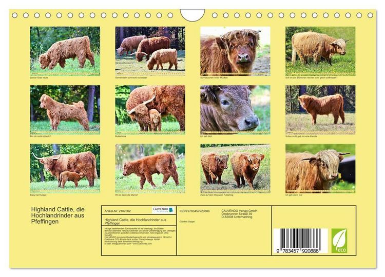 Produktbild: Highland Cattle, die Hochlandrinder aus Pfeffingen (Wandkalender 2026 DIN A4 quer), CALVENDO Monatskalender